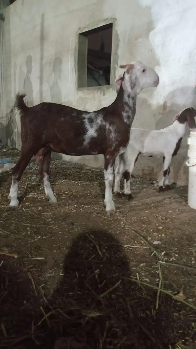 tapri bakri with female kid — photo 9