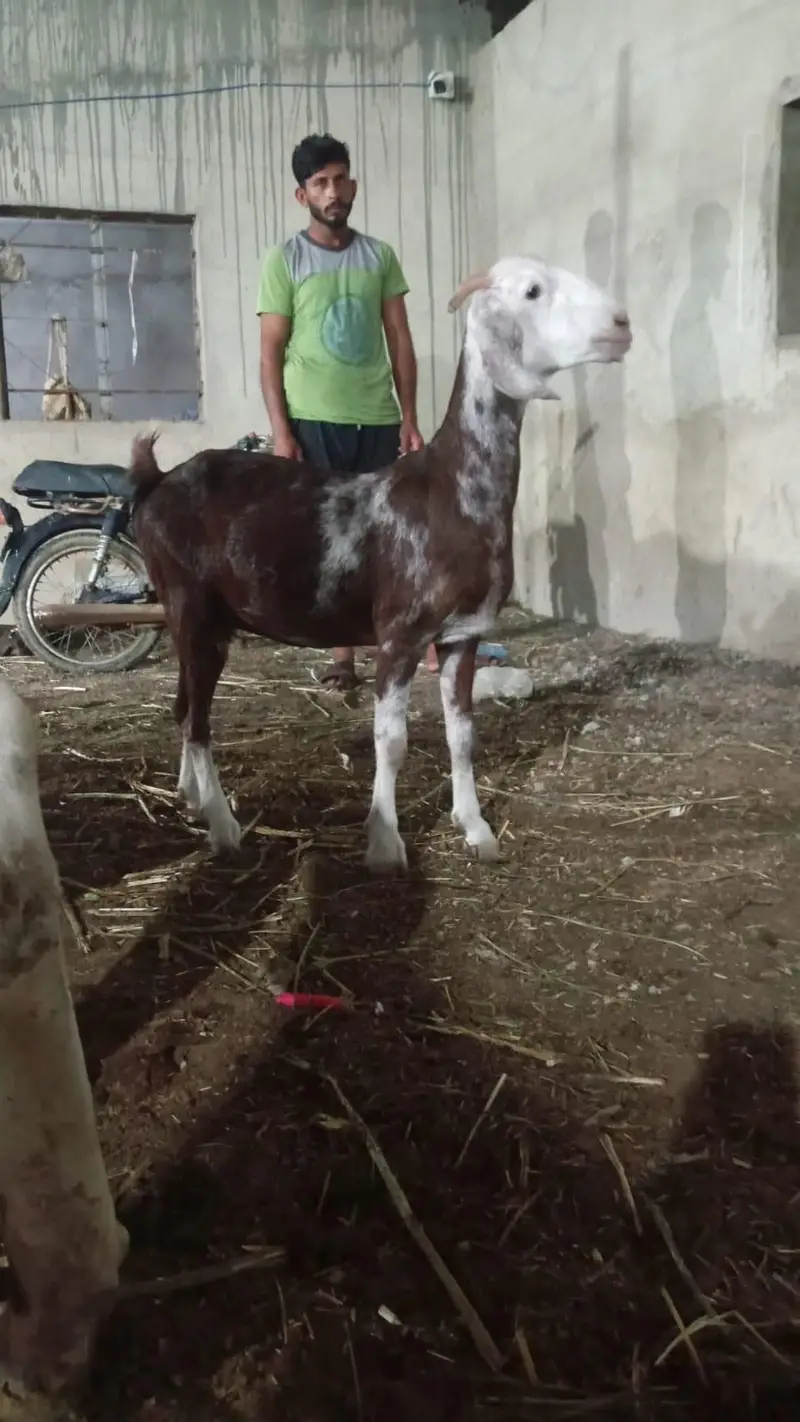 tapri bakri with female kid — photo 10
