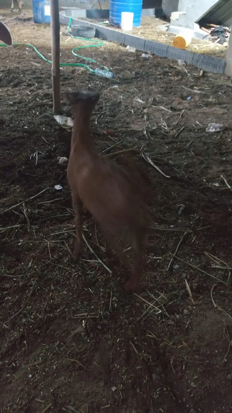 tapri bakri with female kid — photo 11