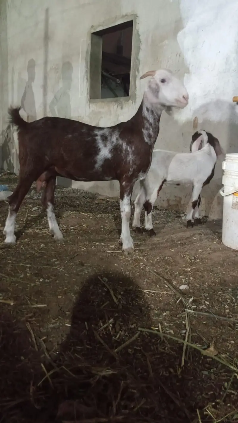 tapri bakri with female kid — photo 12
