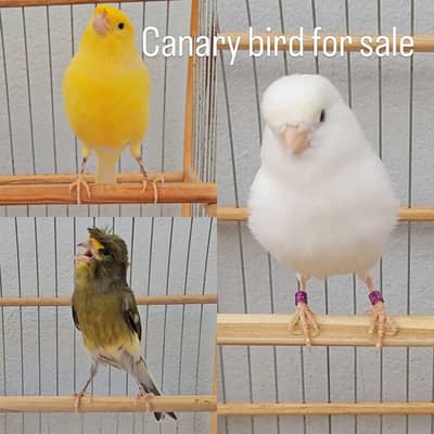 Canacry bird