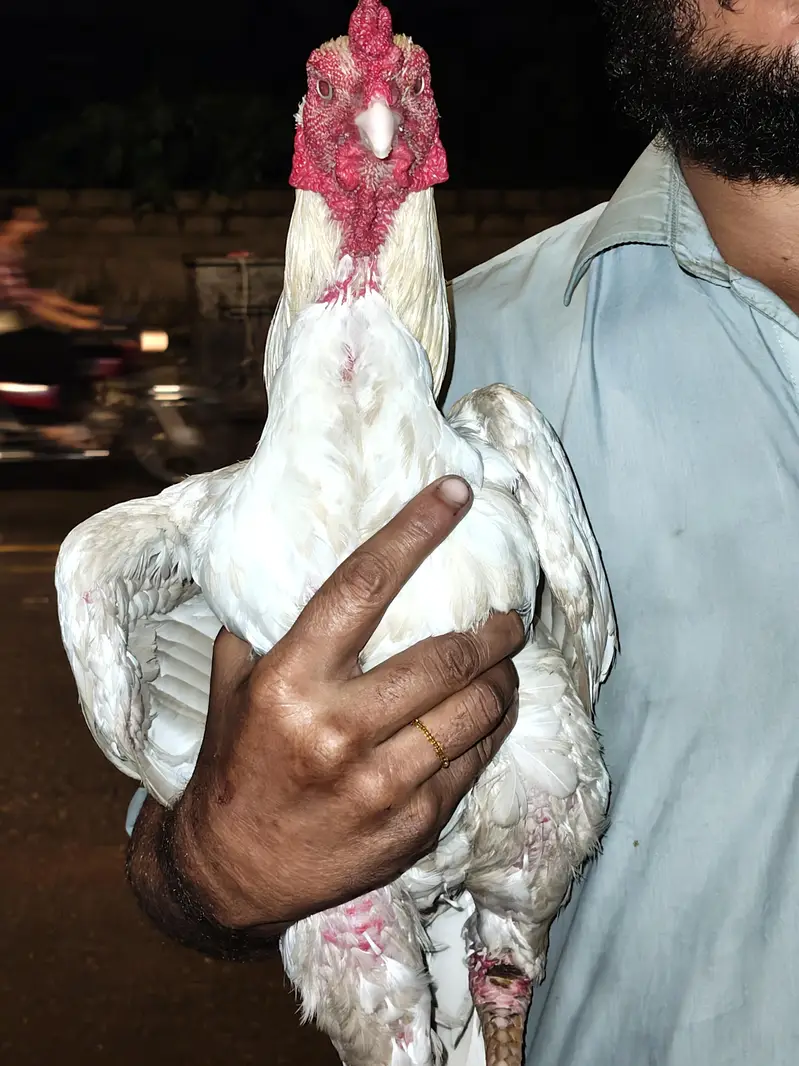 pure white Aseel murga — photo 2