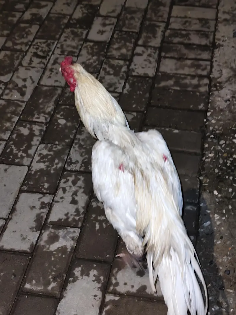 pure white Aseel murga — photo 3