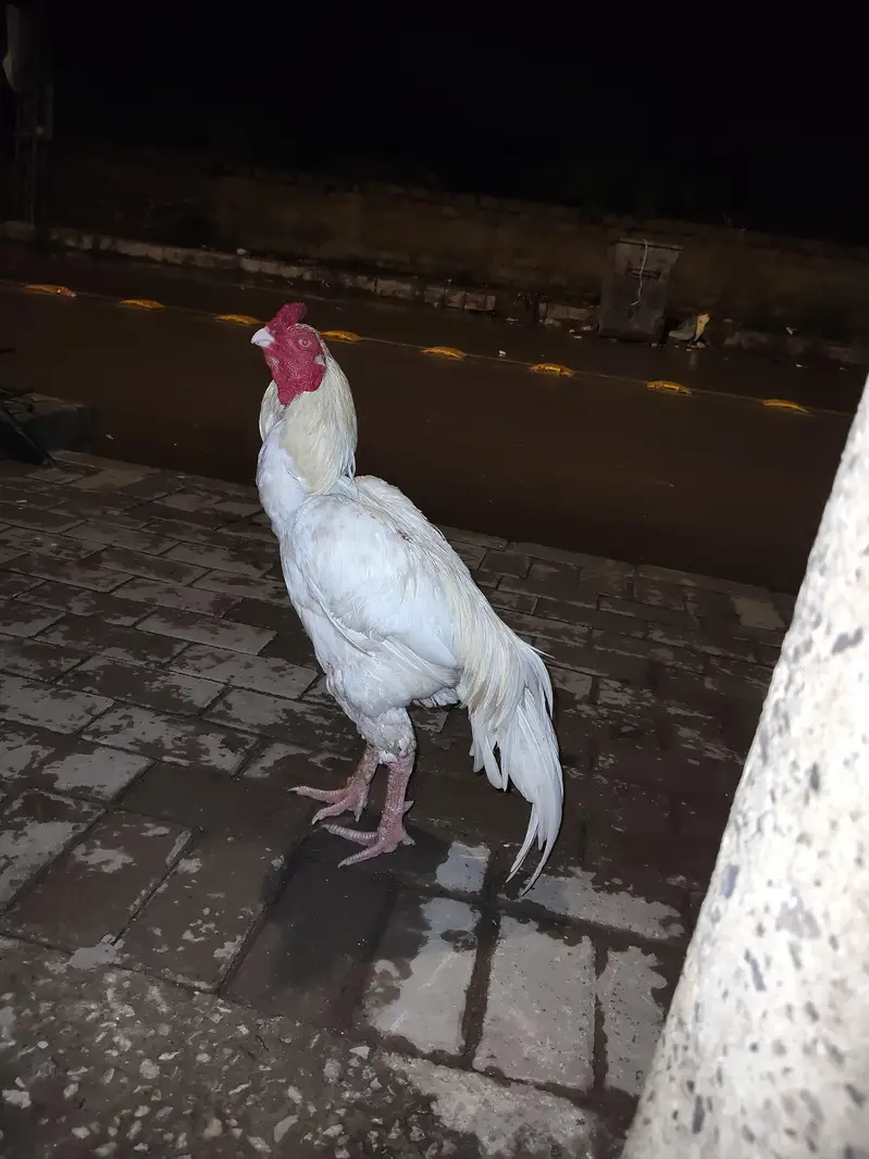 pure white Aseel murga — photo 4