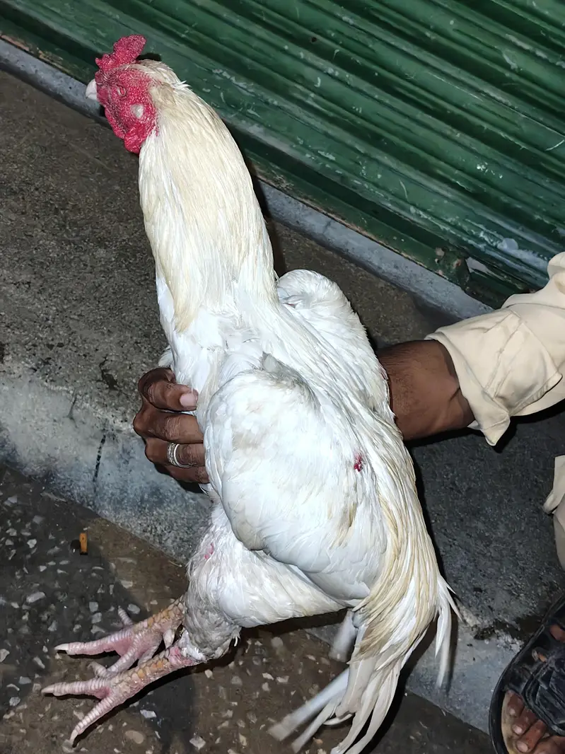 pure white Aseel murga — photo 6