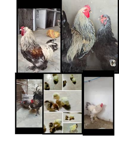 Fertile Eggs of Multiple Brahma Breeds