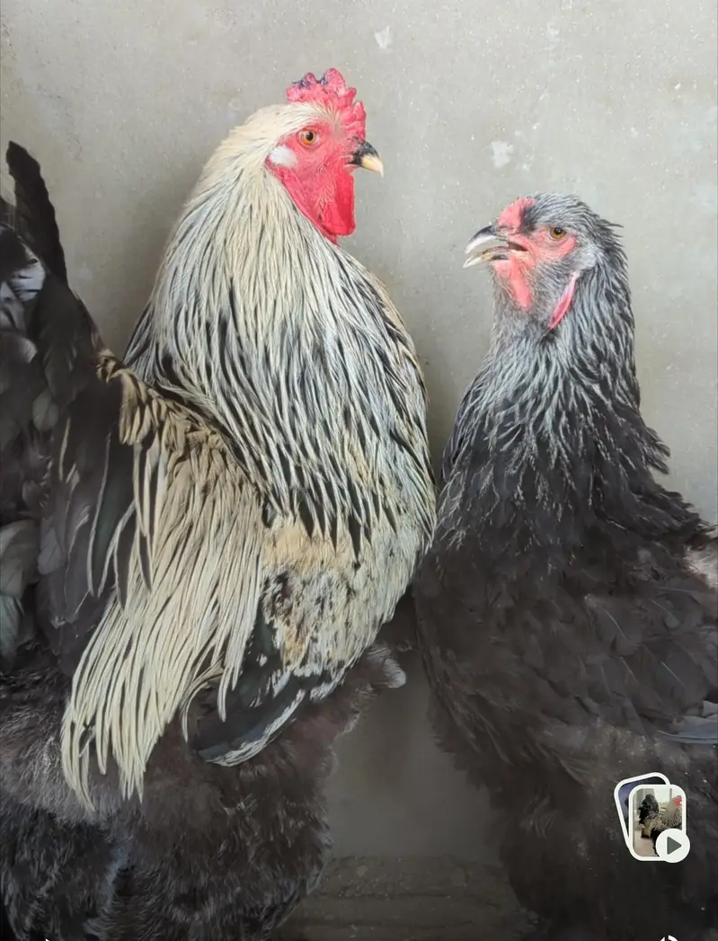 Fertile Eggs of Multiple Brahma Breeds — photo 2