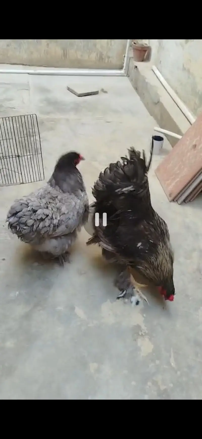 Fertile Eggs of Multiple Brahma Breeds — photo 3