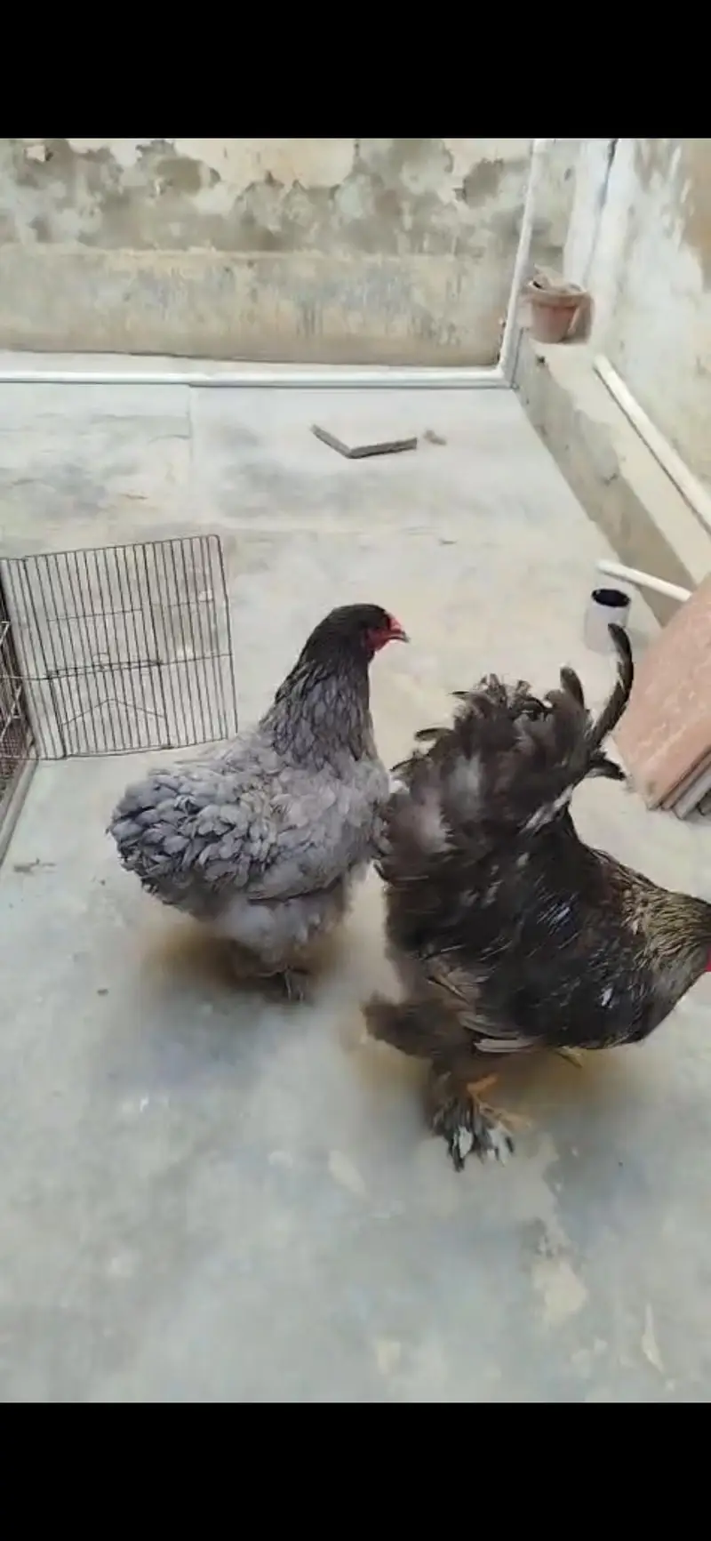 Fertile Eggs of Multiple Brahma Breeds — photo 4