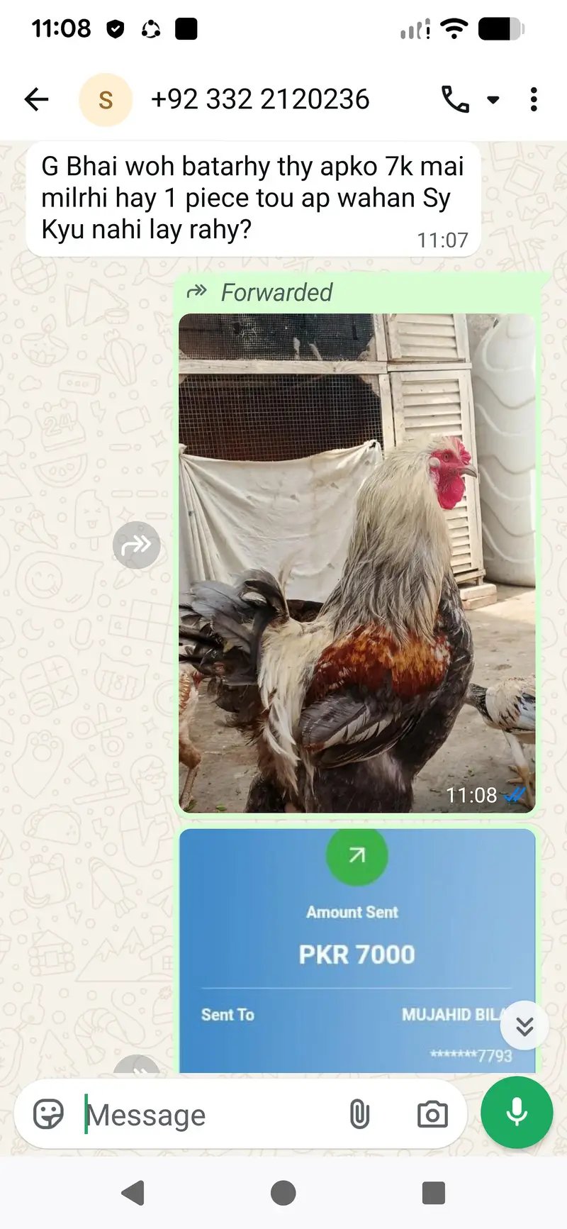 Fertile Eggs of Multiple Brahma Breeds — photo 5
