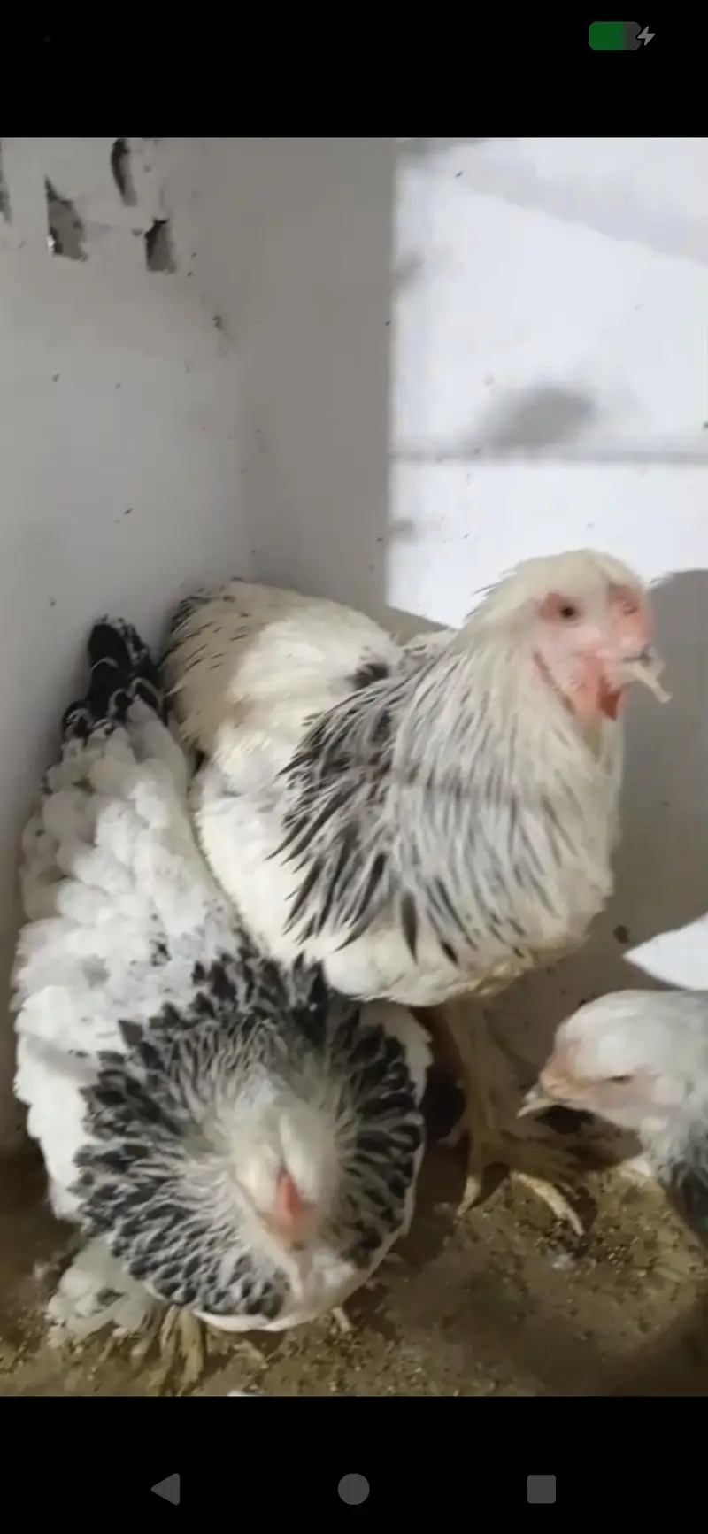 Fertile Eggs of Multiple Brahma Breeds — photo 6