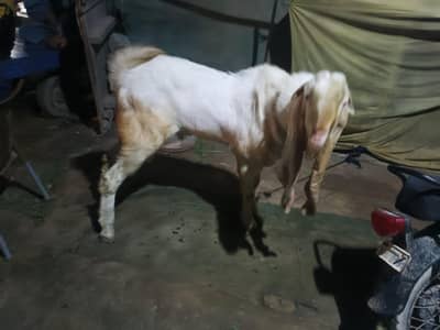 Gulabi Bakra