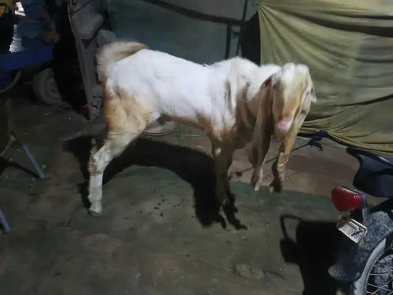 Gulabi Bakra