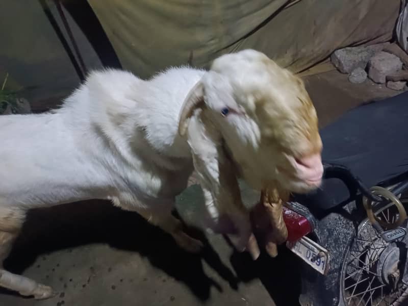 Gulabi Bakra 1
