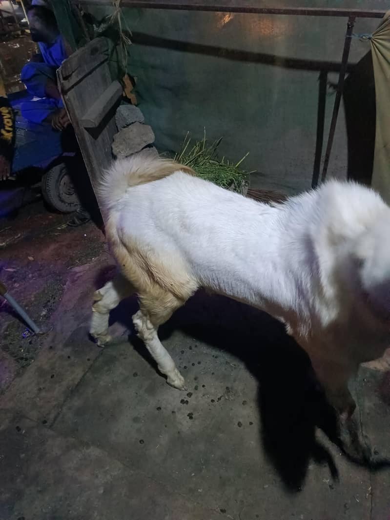 Gulabi Bakra 2