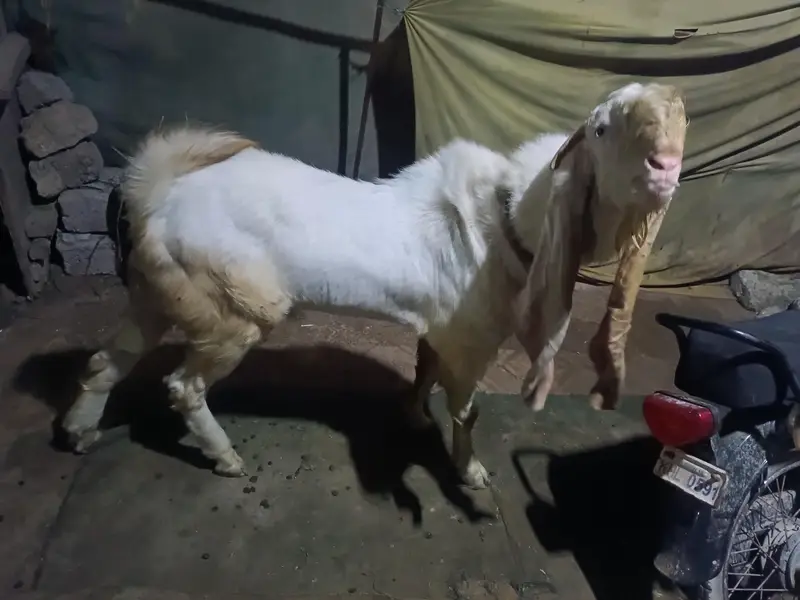 Gulabi Bakra — photo 4