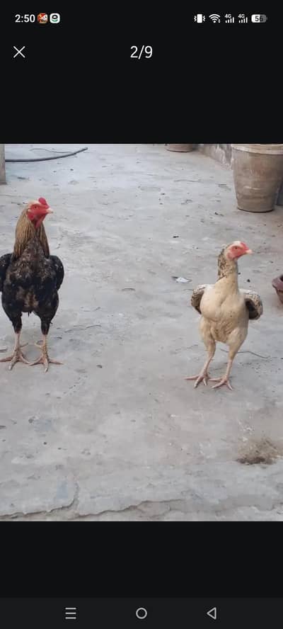 aseel bird's