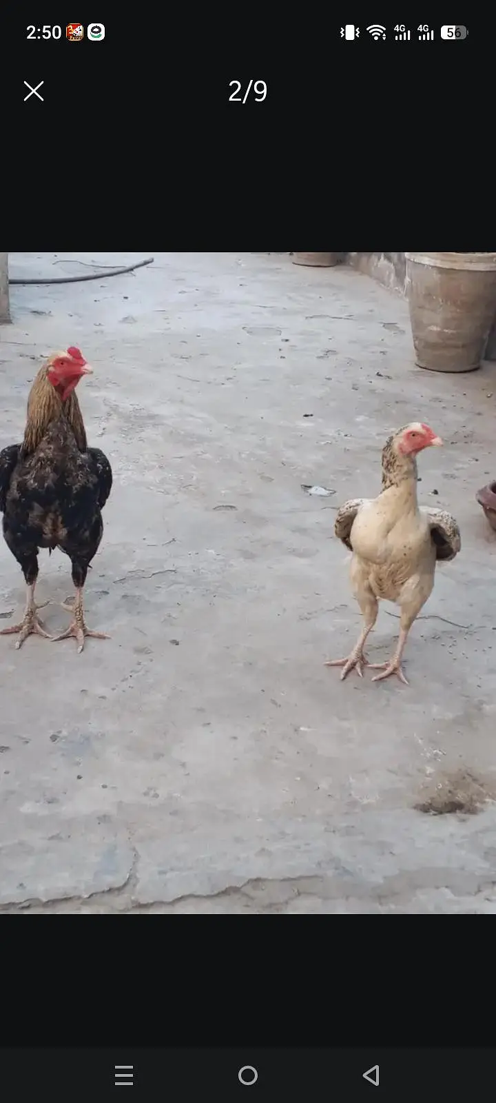 aseel bird's