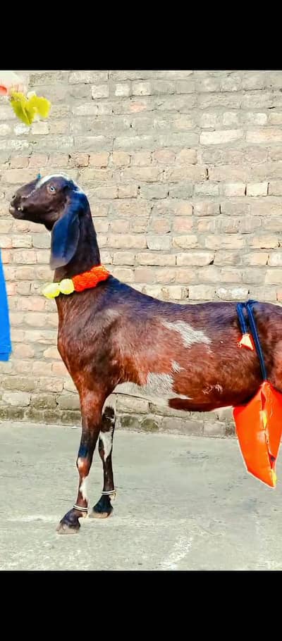 Pure Beetal Bakri bacha Dena wali hai