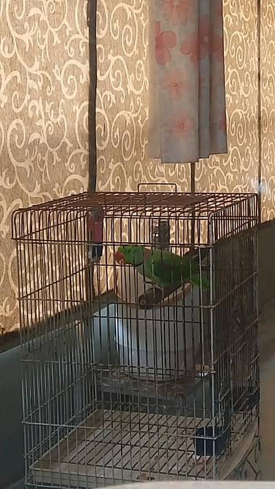 raw parrot full talking