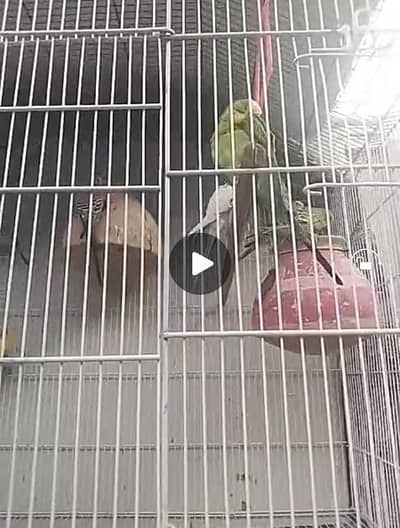 jobi birds breeding k lye apko chayya mil jai ga read Description ma