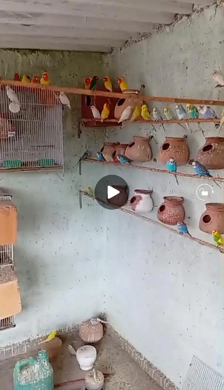 jobi birds breeding k lye apko chayya mil jai ga read Description ma — photo 2