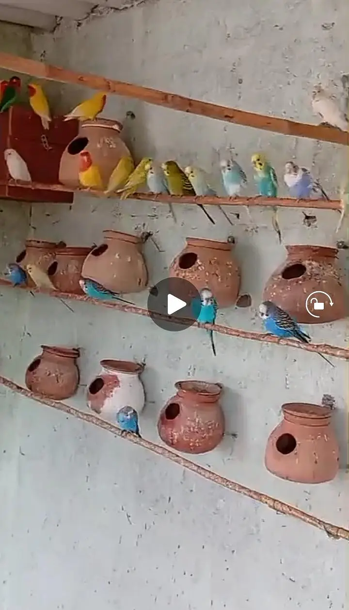 jobi birds breeding k lye apko chayya mil jai ga read Description ma — photo 3