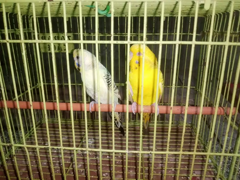 jobi birds breeding k lye apko chayya mil jai ga read Description ma — photo 4