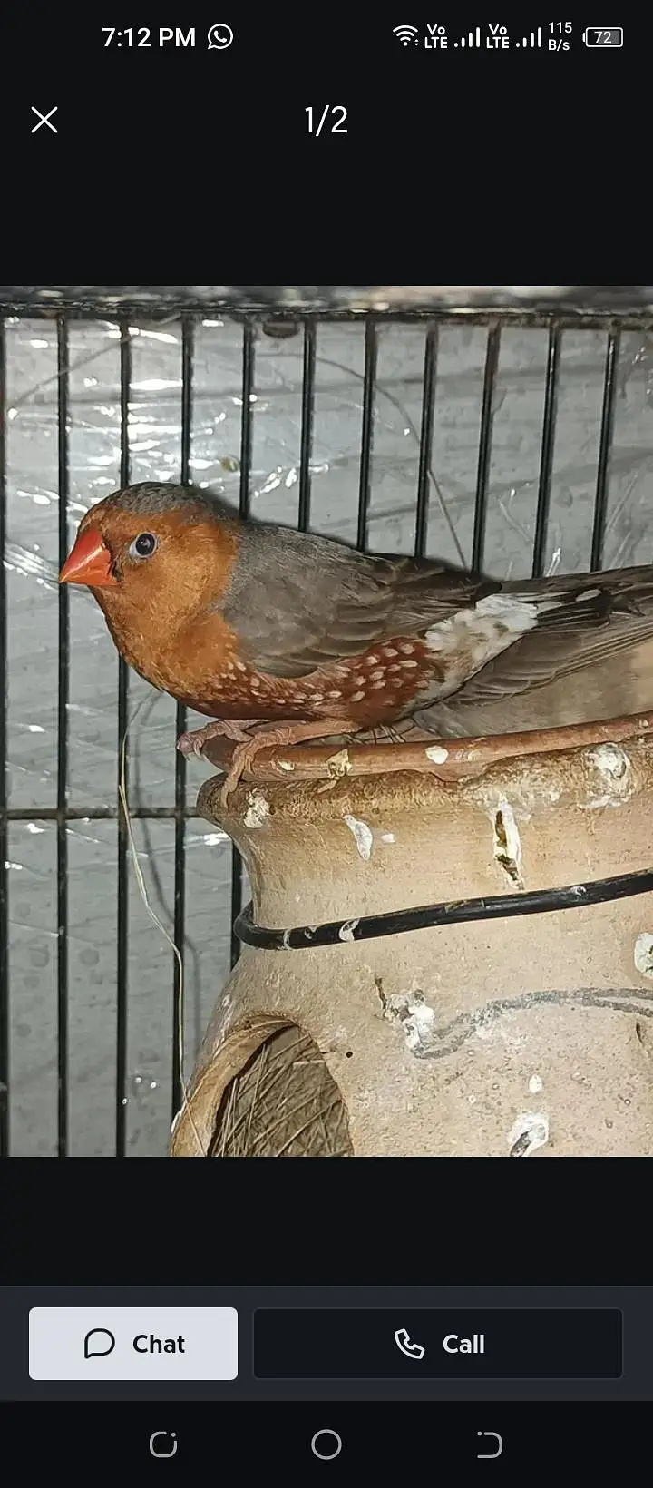 jobi birds breeding k lye apko chayya mil jai ga read Description ma — photo 5
