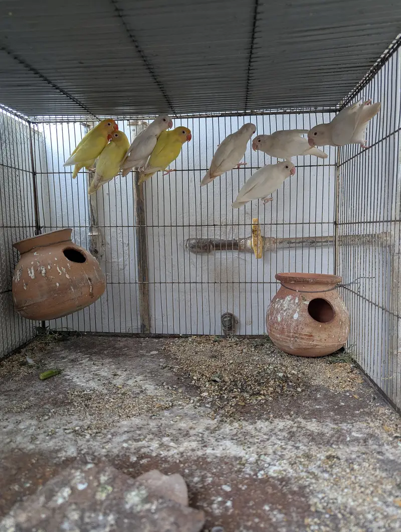 jobi birds breeding k lye apko chayya mil jai ga read Description ma — photo 7