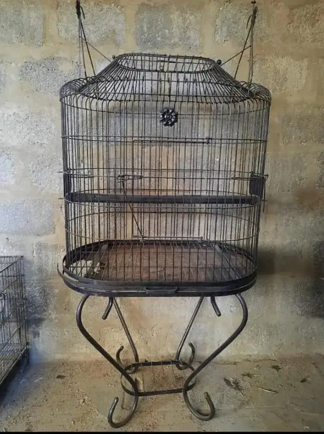 jobi birds breeding k lye apko chayya mil jai ga read Description ma — photo 9