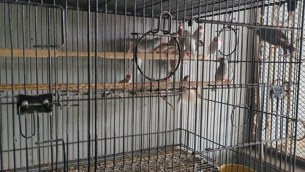 jobi birds breeding k lye apko chayya mil jai ga read Description ma — photo 10