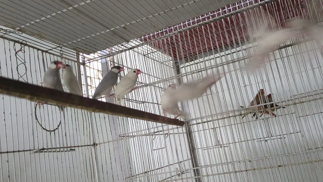 jobi birds breeding k lye apko chayya mil jai ga read Description ma — photo 11