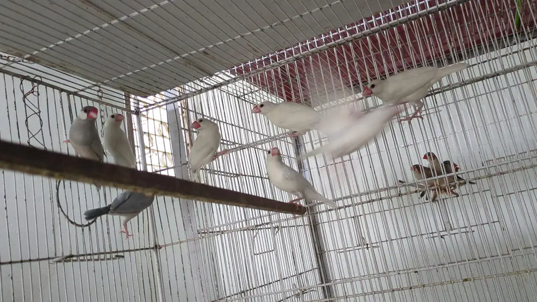 jobi birds breeding k lye apko chayya mil jai ga read Description ma — photo 12