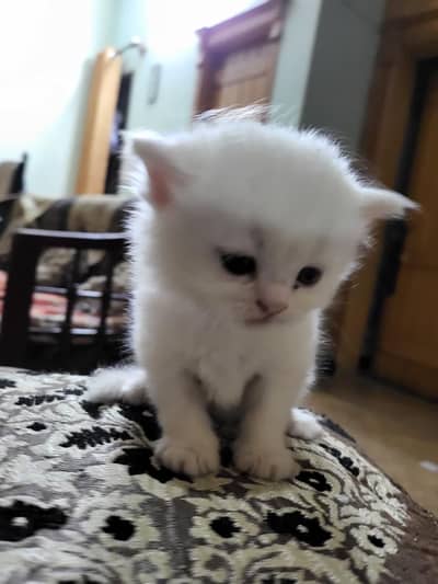 Persian kittens for sale