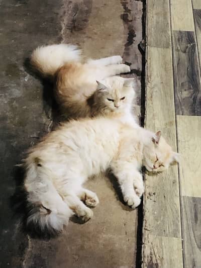 Im selling my cat