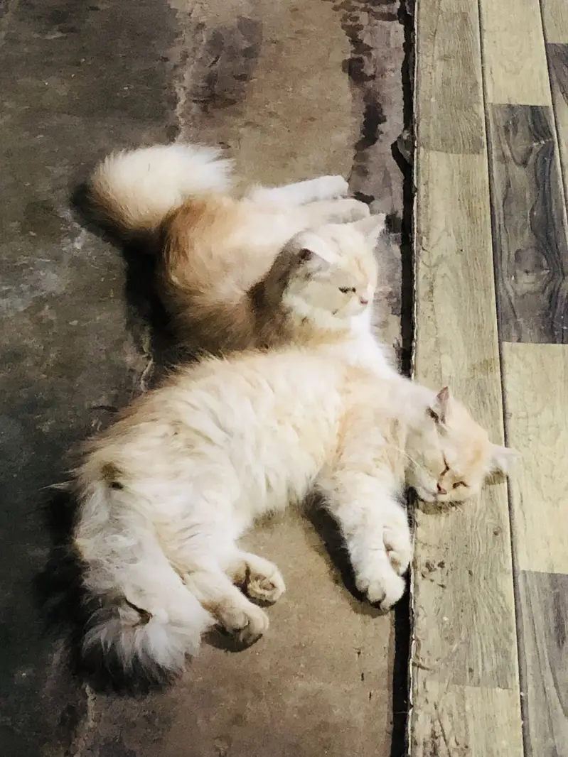 Im selling my cat — photo 2