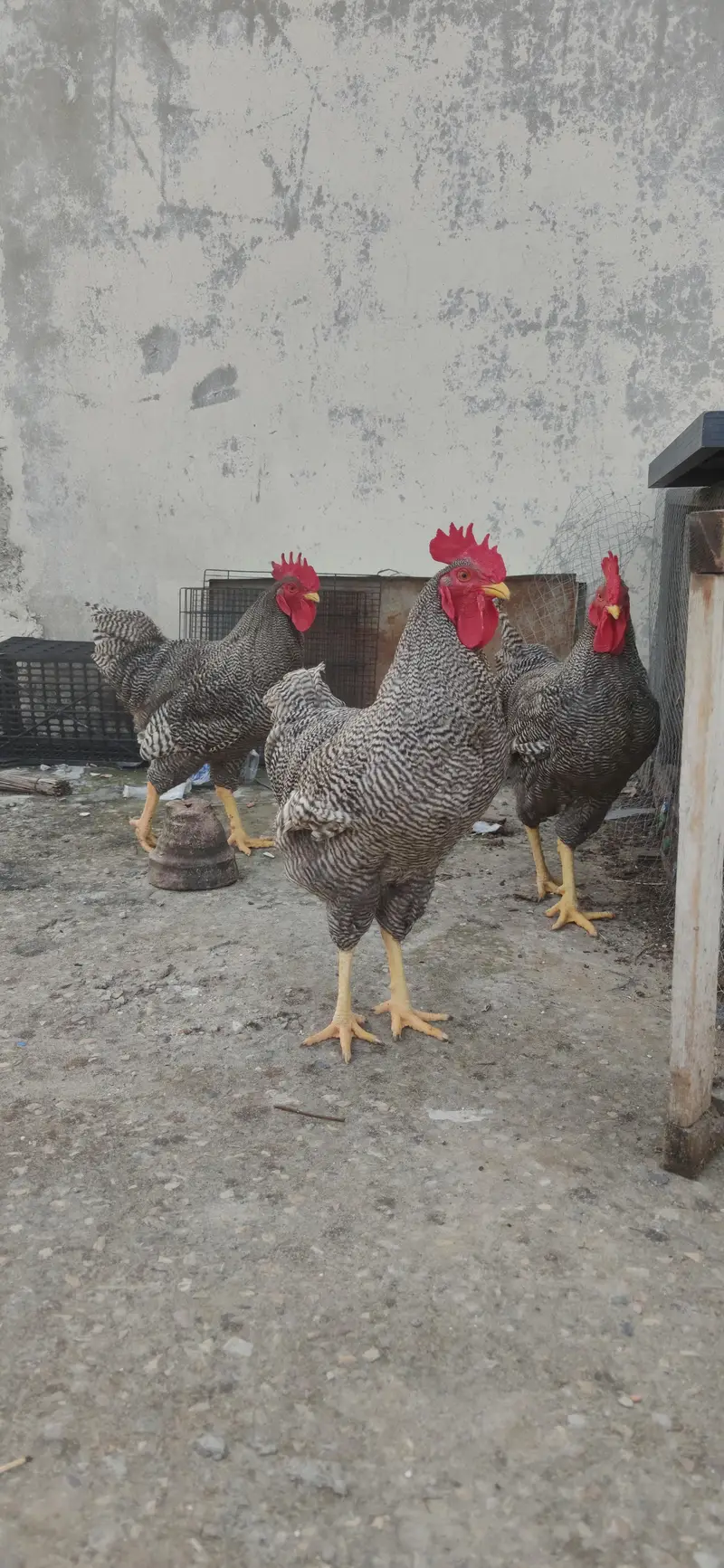 Plymouth rock young Males available — photo 2