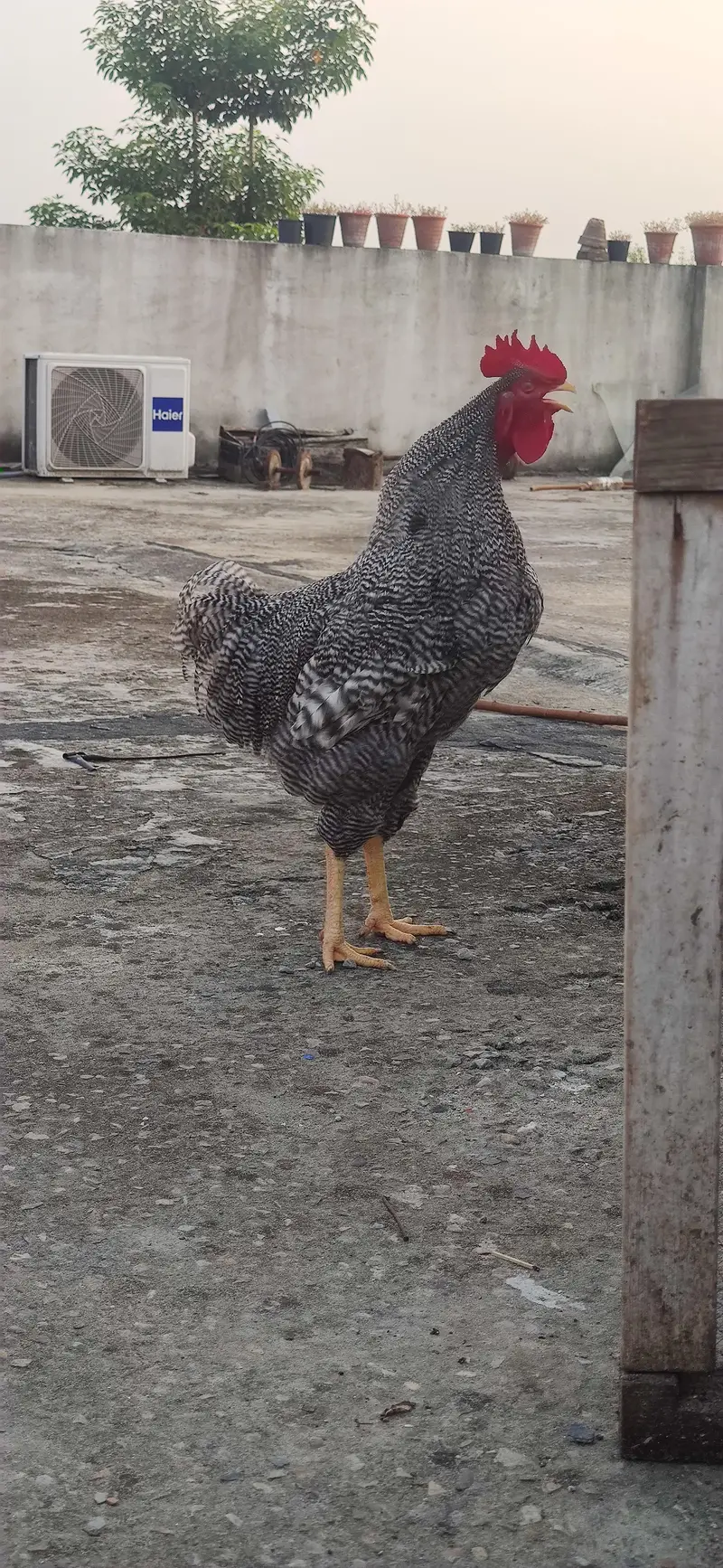 Plymouth rock young Males available — photo 3