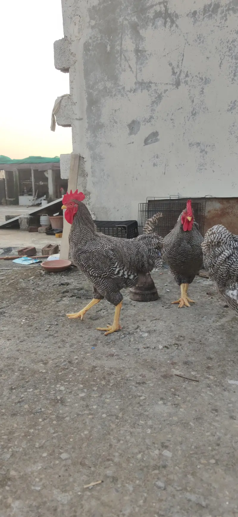 Plymouth rock young Males available — photo 4