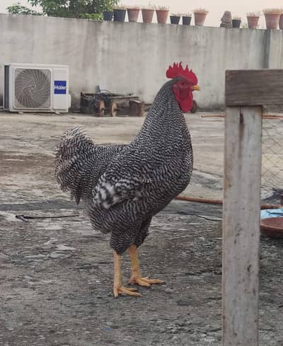 Plymouth rock young Males available