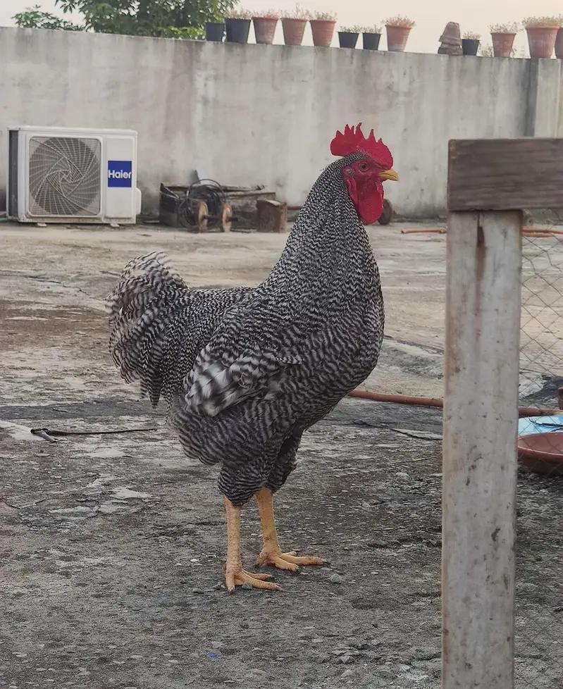 Plymouth rock young Males available
