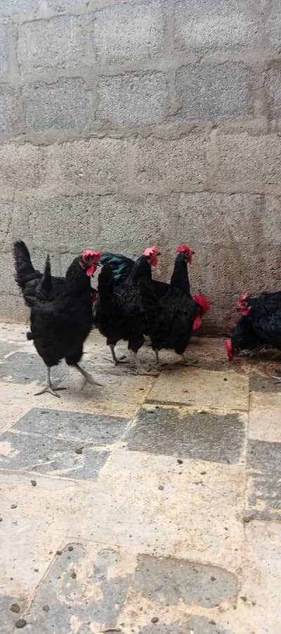 australorp eggs laying female Availabile