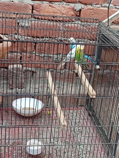 pairs Australian parrots