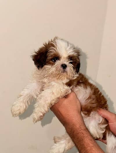 Shihtzu show class female