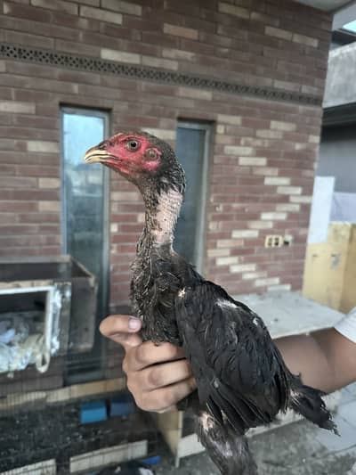 Aseel Thai shamo chicks
