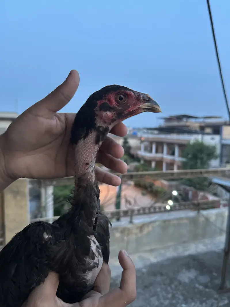 Aseel Thai shamo chicks — photo 3