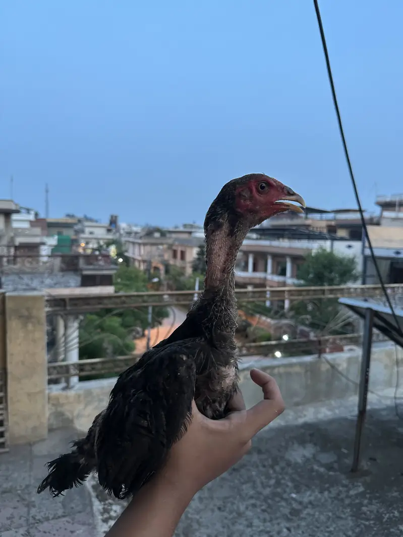 Aseel Thai shamo chicks — photo 4