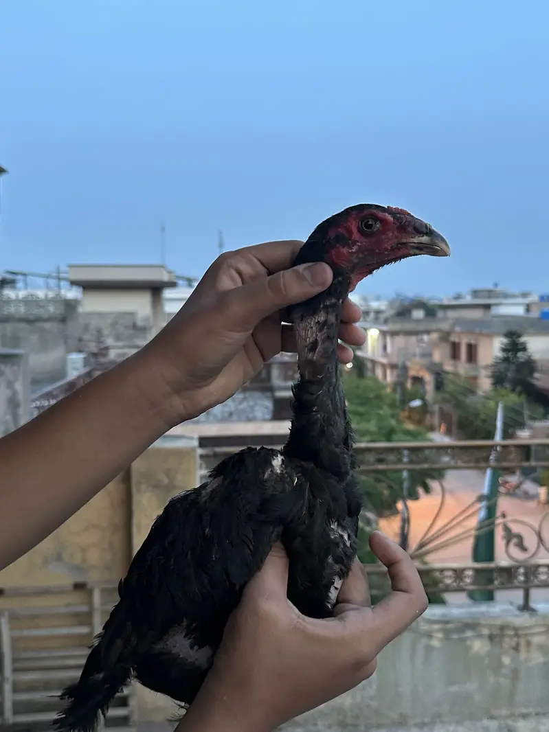 Aseel Thai shamo chicks — photo 5