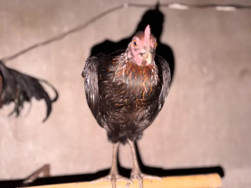 Desi Murgiyan Ande De rahi hen — photo 2